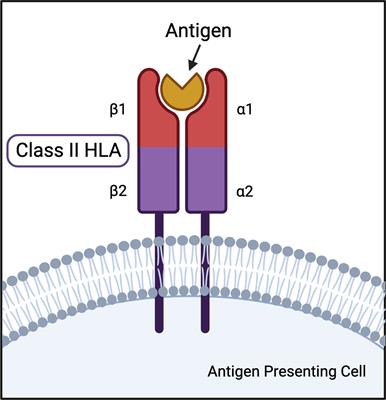 Important denominator between autoimmune comorbidities: a review of class II HLA, autoimmune disease, and the gut